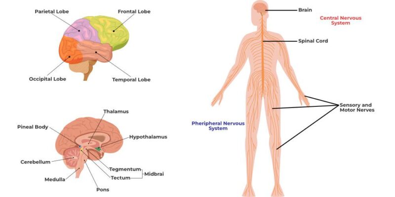 Live Group Meditation 2-27-25: Central Nervous System Energy Healing