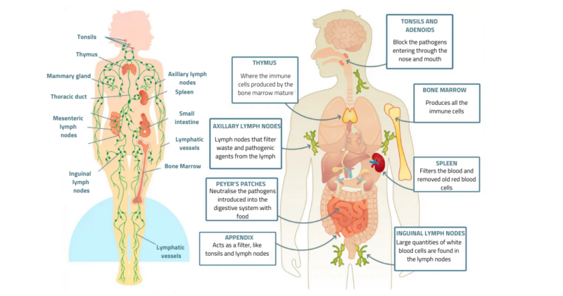 Live Group Meditation 2-21-25: Immune System Energy Healing