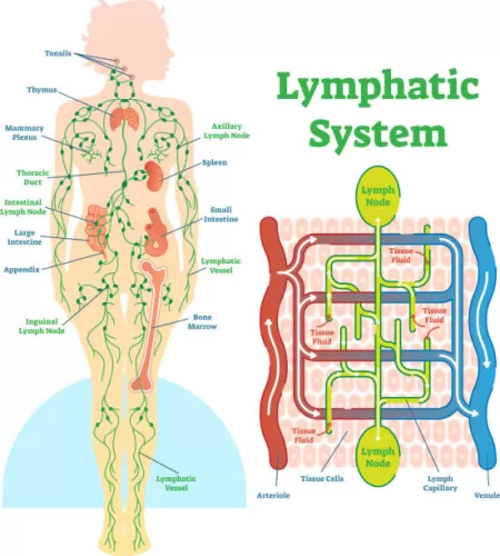 Lymphatic system