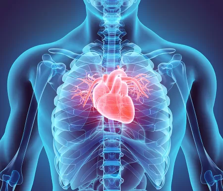 3D illustration of Heart
