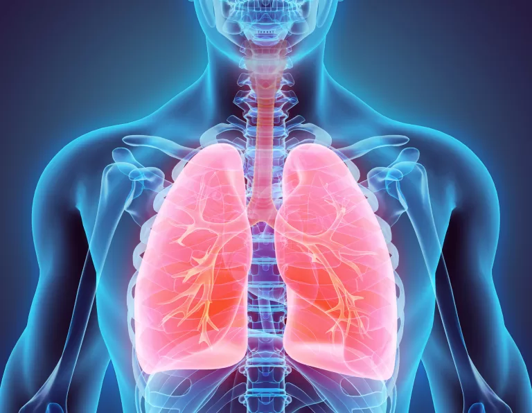 3D illustration of Lungs, medical concept.