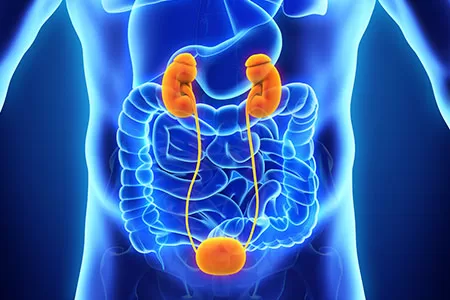 Live Zoom Group Energy Healing Meditation 6-06-25: Kidneys & Bladder