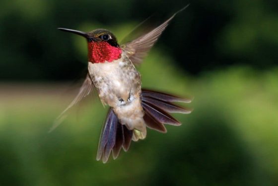 Ruby-Throated-Hummingbird-male